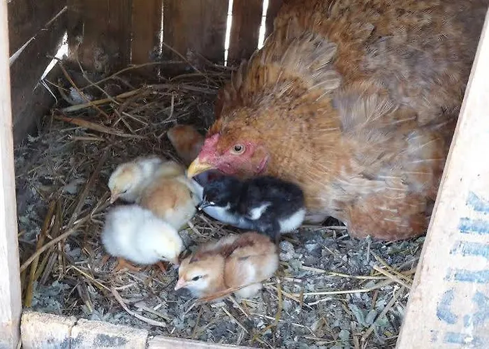 Vendégház Selenes 3*